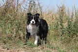 BORDER COLLIE 026